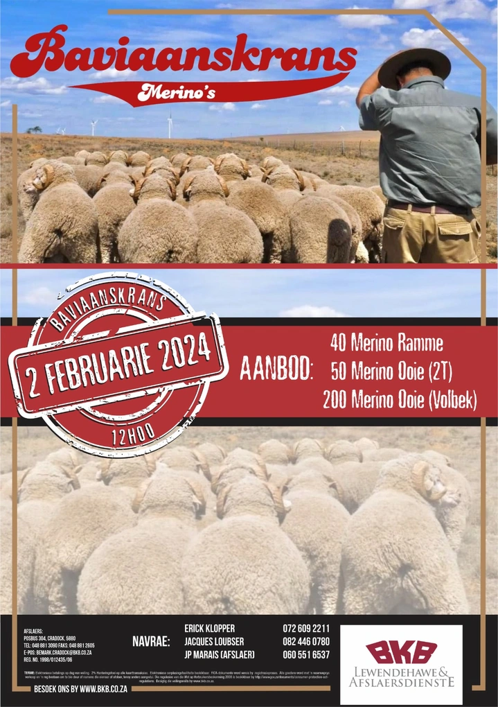 baviaanskrans-merinos-2024.jpeg.webp