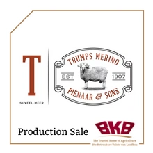 bkb-trump-merinos-stud.png.webp