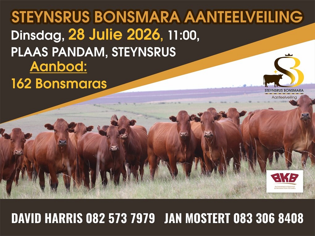 event-28881-25808-steynsrus-bonsmara-aanteelveiling-2026-correx-poster-800-mm-x-600-mm_red.jpg