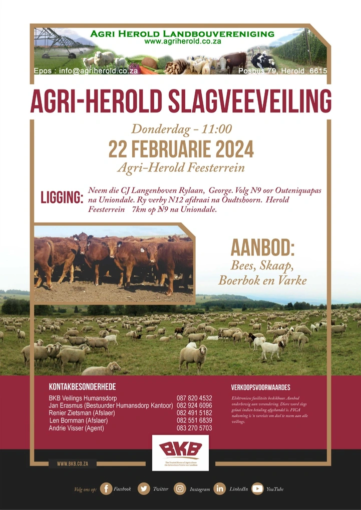 herold.jpg.webp
