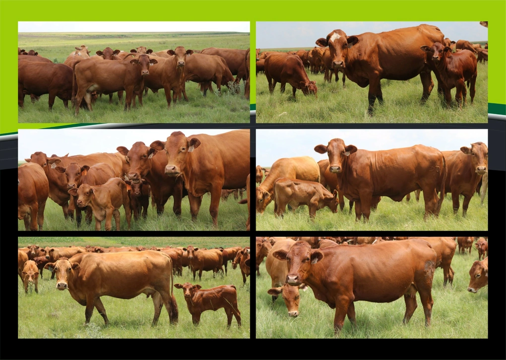 jgp-boerdery-a4-na-a5-pamflet-27-februarie-2024.jpg_binneblad-custom.jpg.webp