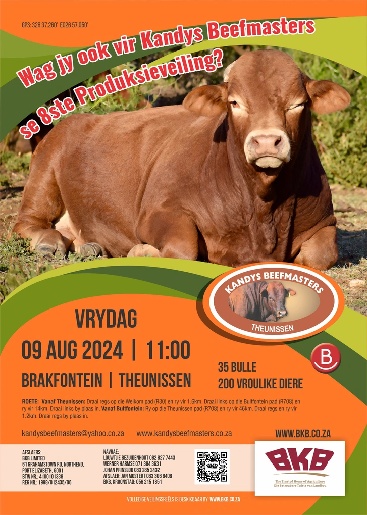 kandys-beefmasters-a4-enkel-09-aug-2024-voorloper.jpg.webp