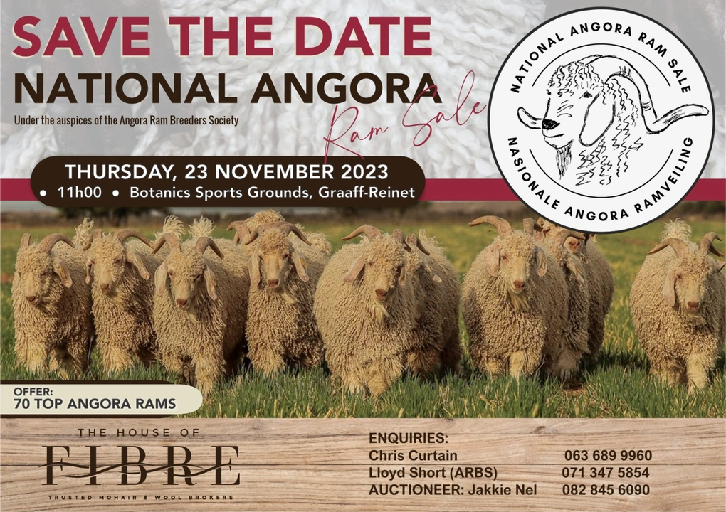 national-angora-ram-sale.jpeg.webp