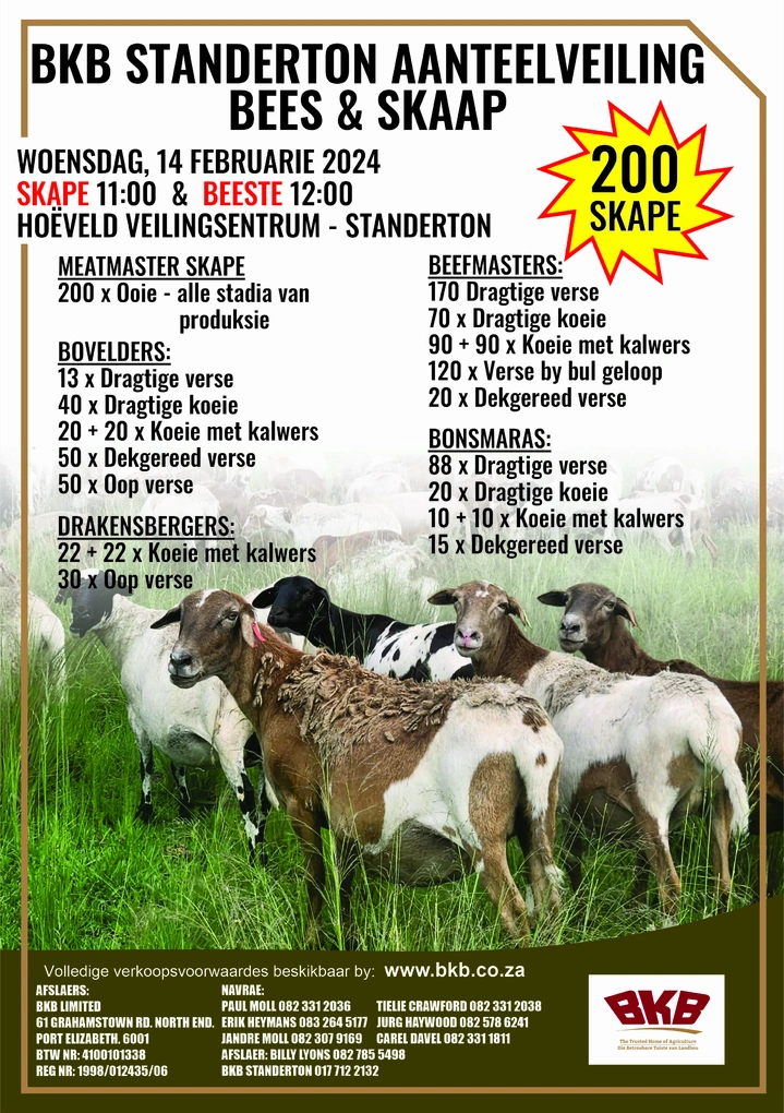 std-aanteel-flyer-skape.jpg.webp