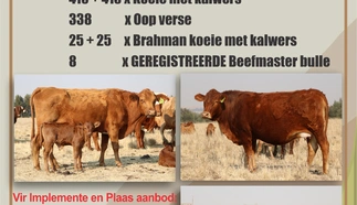 a4-flyer-beeste.jpg.webp