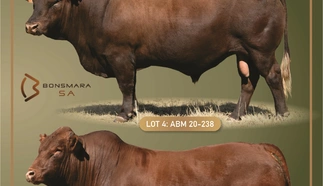 aveling-bonsmaras-en-vriende-18-augustus-2023-finaal-pg-1-custom.jpg.webp
