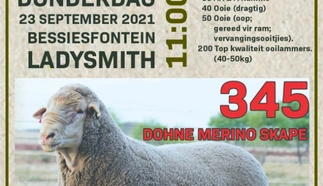 bessiesfontein.jpeg.webp