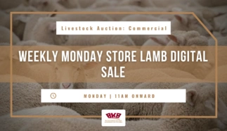 bkb-weekly-store-lamb-digital-sale.png.webp