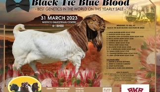 black-tie-2023-landscape-finaal.jpg.webp