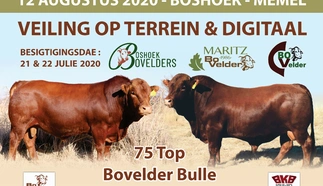 boshoek-cv-maritz-bovelders-12-augustus-2020-correx-bord-400x600mm-custom.jpg.webp