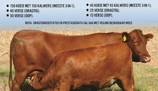 boshoek-maritz-bovelders-10-februarie-2022-a4-beide-pamflet-voorkant-custom.jpg.webp