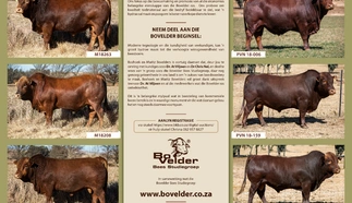 boshoek-maritz-bovelders-11-aug-2021-a3-gevoude-pamflet.jpg_binneblad.jpg.webp