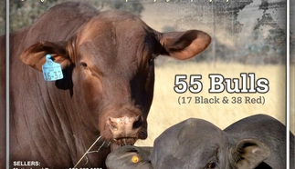 east-cape-brangus-simulcast-sale.jpg.webp