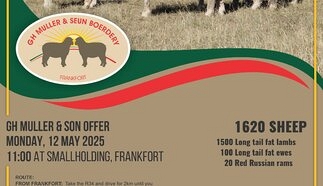 event-24666-21325-gh-muller-19-mei-2025-long-tail-lambs.jpg