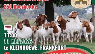 event-24666-25117-gertjie-muller-correx-poster-800-mm-x-600-mm-bokke.jpg