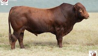 event-27252-25559-lot-23-bab-23-020_compressed.jpg