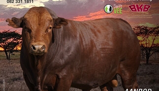 event-27729-21408-syferfontein-bonsmaras-12-junie-2025-a4-pamfeet.jpg