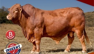event-27908-25797-kandys-beefmasters-a4-enkel-2026-voorloper.jpg
