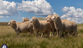 event-28022-24672-stormberg-merino-rams-2026-87.jpg