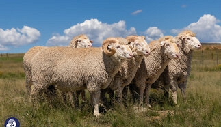 event-28022-24674-stormberg-merino-rams-2026-105.jpg