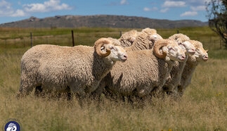 event-28022-24675-stormberg-merino-rams-2026-133.jpg