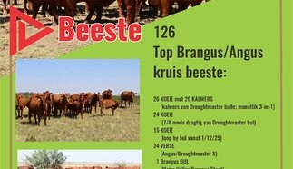 event-28691-24315-tweeling-boerdery-26-feb-2026-a4-pamflet_beeste.jpg