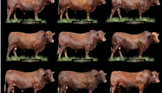 fourie-scheepers-zinabos-bonsmaras-5-aug-2022-a3-gevoude-pamflet.jpg_2-large.jpg.webp