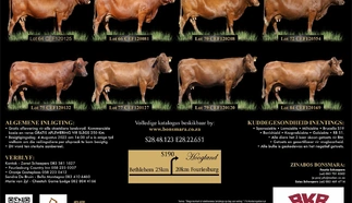 fourie-scheepers-zinabos-bonsmaras-5-aug-2022-a3-gevoude-pamflet.jpg_4-large.jpg.webp