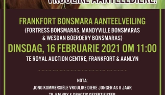 frankfort-bonsmara-aanteelveiling-16-feb-2021-wa-voorloper-custom-1.jpg.webp