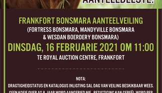 frankfort-bonsmara-aanteelveiling-16-feb-2021-wa-voorloper-custom.jpg.webp