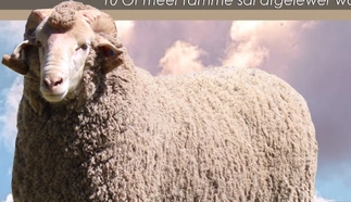 geelbek-elite-merinos-digital-sale-1.jpg.webp