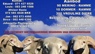 heuningkrans-merinos-simulcast.jpg.webp