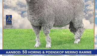 hoogstede-merinos-2023.jpg.webp