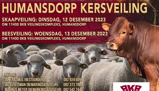 humansdorp-christmas-auction.jpeg.webp