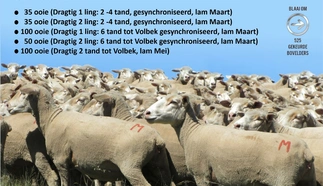 jaco-maritz-boerdery-9-februarie-2023-a4-beide-pamflet.jpg_agterkant-custom.jpg.webp