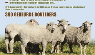 jaco-maritz-boerdery13-februarie-2020-a4-beide-pamflet-agterblad-custom.jpg.webp