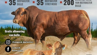 janmarck-beefmasters-25-julie-2024-a5-pamflet_afr.jpg.webp