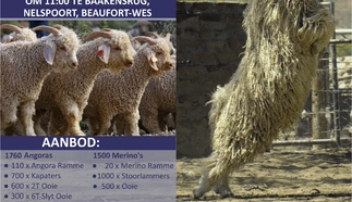 karoo-angoras-finaal.jpg.webp
