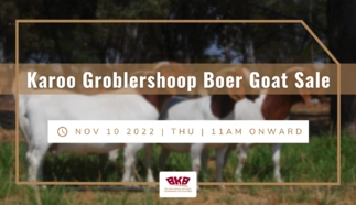 karoo-groblershoop-boer-goat-sale.png.webp