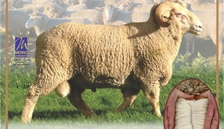 komarsekraal-merino-auction-2023.jpg.webp