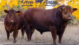 kroon-angus-7-september-2021-a4-beide-pamflet.jpg_agterblad-large.jpg.webp