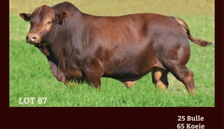 langlyf-nonnie-tuli-stoet-a3-gevoude-pamflet-2-junie-2020.jpg_voorblad-custom.jpg.webp