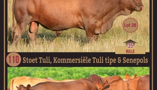 langlyf-nonnie-tuli-stoet-a4-beide-pamflet-4-junie-2024_voorblad.jpg.webp