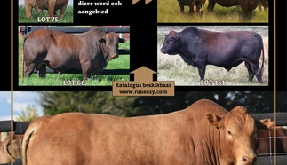 langlyf-nonnie-tuli-stoet-a4-beide-pamflet-7-junie-2022.jpg_agterkant-custom.jpg.webp