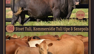 langlyf-nonnie-tuli-stoet-a4-beide-pamflet-junie-2023.jpg_voorkant-custom.jpg.webp