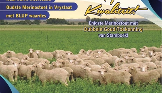 majobe-merinos-a4-volkleur-agterblad-dinsdag-10-augustus-2021-custom.jpg.webp