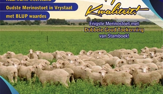 majobe-merinos-a4-volkleur-beide-kante-dinsdag-20-augustus-2019-agterblad-custom.jpg.webp