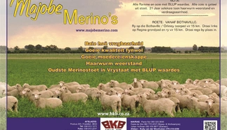 majobe-merinos-a4-volkleur-beide-kante-dinsdag-20-augustus-2019.jpg_agterkant-custom.jpg.webp