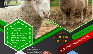 merga-savm-stoet-pamflet-2021.jpg_voorblad-event.jpg.webp