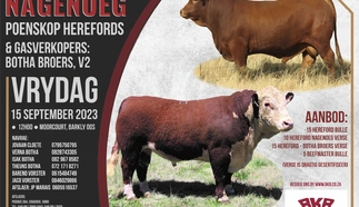 nagenoeg-herefords-poster.jpeg.webp